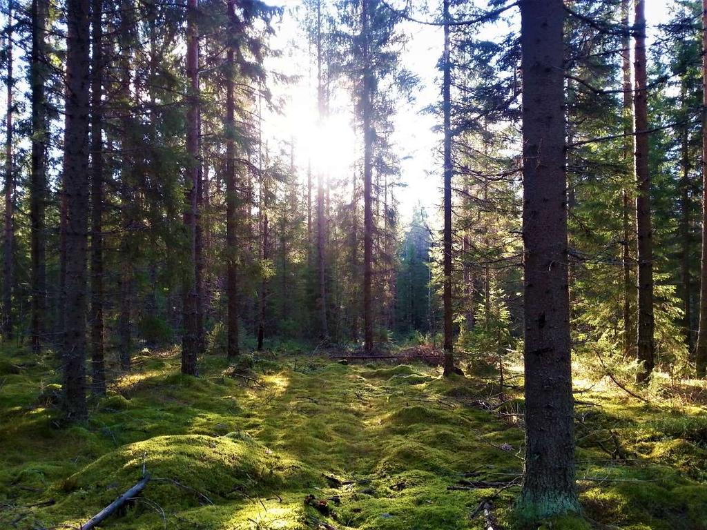 9 Suojelualueiden suojeluarvot turvataan KMY:n vuosiauditoinnit vuonna 2017: - Ei poikkeamia - Yksi tapaus, joka ei johtanut poikkeamaan.