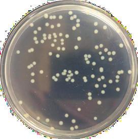 Colin selviytymisprosentti agarmaljoilla 6 tunnin jälkeen. Kuva 2. Pesäkemäärän vertailu lähtötilanteen ja ANTiBAC- valolla valotetun näytteen välillä 6h jälkeen.