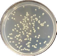 9%) Pseudomonas aerunginosa 405 nm 55 J/cm 2 > 99,9 % 3,6 log10 (Barneck et al., 2016) Klebsiella spp. (8.7%) Klebsiella pneumoniae 405 nm 180 J/cm 2 > 99,9 % 3,9 log10 (Maclean et al.