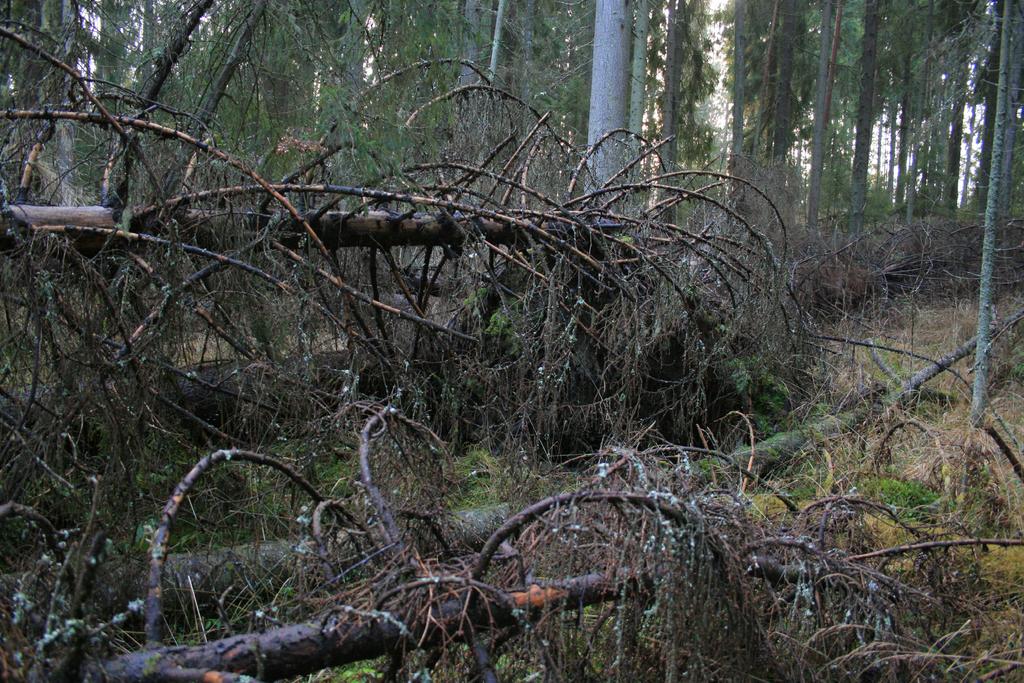 Sahlbergia. (0), 0- Kuva. Tyypillinen punctatus-lajin mikrohabitaatti: tuulen kaatamia vanhoja kuusia (Hausjärvi, Peuranpää). Kuva: Ari-Pekka Rutanen. Fig.