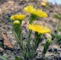 Chenopodium album Bodaaja Pihatähtimö Stellaria media Aamuvirkku Pelto-ohdake Cirsium arvense Zombi