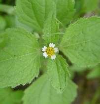 Karheapillike Galeopsis tetrahit Bodaaja