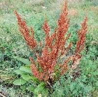 cyanus Bodaaja Pihatatar Polygonum aviculare Bodaaja Silkkiunikko Papaver rhoeas Aamuvirkku Peltoretikka Raphanus raphanistrum