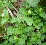 uk, Graham Calow Polygonum convolvulus: B.