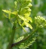 arvense Zombier Kvickrot Elytrigia repens Zombier