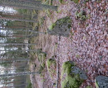 Remains of a street paved with local granite in the beginning of the 1900 s in Kotka.