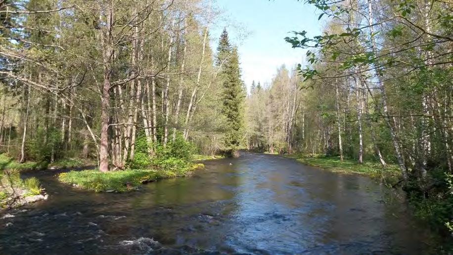Hiidenveden kunnostus: Kiintoainekuormituksen hallinta raakkujen kasvuolosuhteiden ja lohikalojen lisääntymisen turvaamiseksi Hankkeen