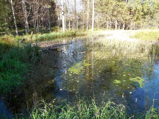 Haimoon myllyn patoallas Patoallas oli kerännyt vuosikymmenien kuluessa altaaseen lietettä niin, että osa altaasta on liettynyt lähes täyteen. Edellisen kerran allas on ruopattu 1980-luvulla.