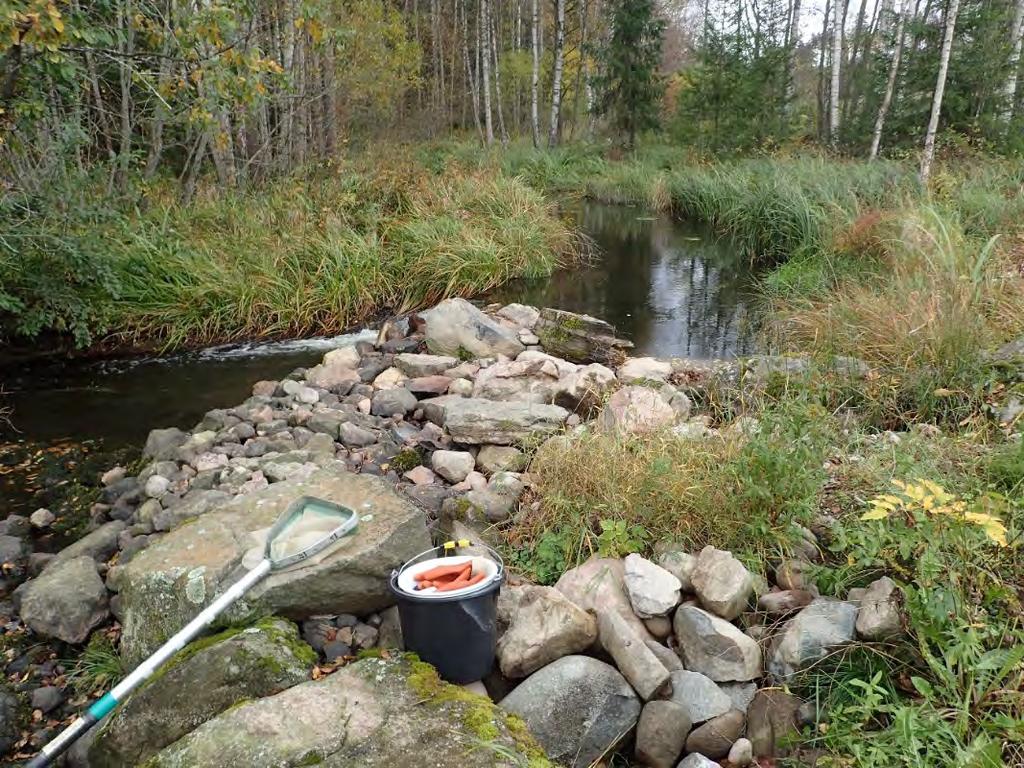 Alakoski oli pienialainen ja näytteenotolle optimaalista pikkukivikkoa oli pinta-alaltaan hyvin vähän.