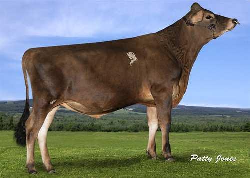 Jive SUN VALLEY JIVE 0200JE01039 BARNABAS x DIMENSION x TBONE GPA LPI +1975 PRO$ 1605 JH1F Rek #: JEUSAM119191044 aaa: 324165 DMS: 345 Syntynyt: 12/14/2014 Kappakaseiini: BB Beettakaseiini: A2A2