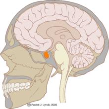 Aivolisäke h-p://de.wikipedia.org/w/index.php?rtle=datei: Hypophyse.