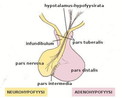 Aivolisäkkeen lohkot: TAKALOHKO: Toimii hormoni varastona OKSITOSIINI, ADH ETULOHKO: Endokriinisia soluja Neuroendokriiniset