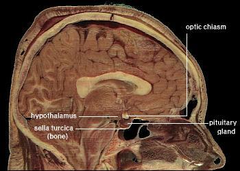 Hypotalamuksen ja aivolisäkkeen vuorovaikutus h-p://simple.wikipedia.org/wiki/file:locaronofhypothalamus.