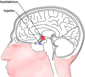 Hypotalamus h-p://wiki.du.se/@api/deki/ﬁles/403/=hjarnan_hypotal300.