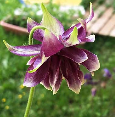 Meillä kukkii valkoinen harakankello (Campanula panula) noin joka toinen tai kolmas kesä. Se tulla tupsahtaa milloin mistäkin, joten yhtään harakankellon tainta ei voi kitkeä pois.