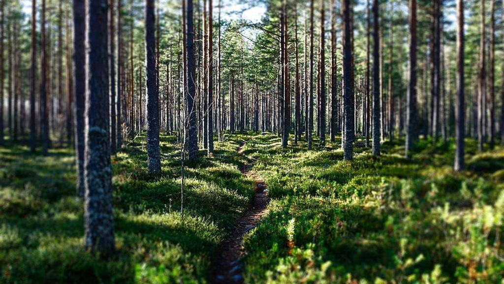 Kysymyksiä ja
