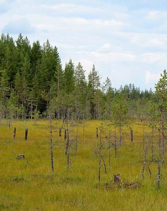 Eteneminen Museoviraston esitys Pohjoisesta etelään; nyt luonnokset Lappi, Kainuu, Pohjois-Pohjanmaa, kokonaisaikataulu vielä auki ELY:n ratkaisu ja YM:n vahvistuspäätös Kuuleminen; omistajat,