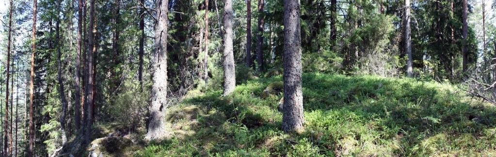 Linnankukkula sijaitsee supra-akvaattisella alueella, joten muinaisen Itämeren tai Saimaan vaiheet eivät koskaan ole peittäneet tutkimuskohdetta.