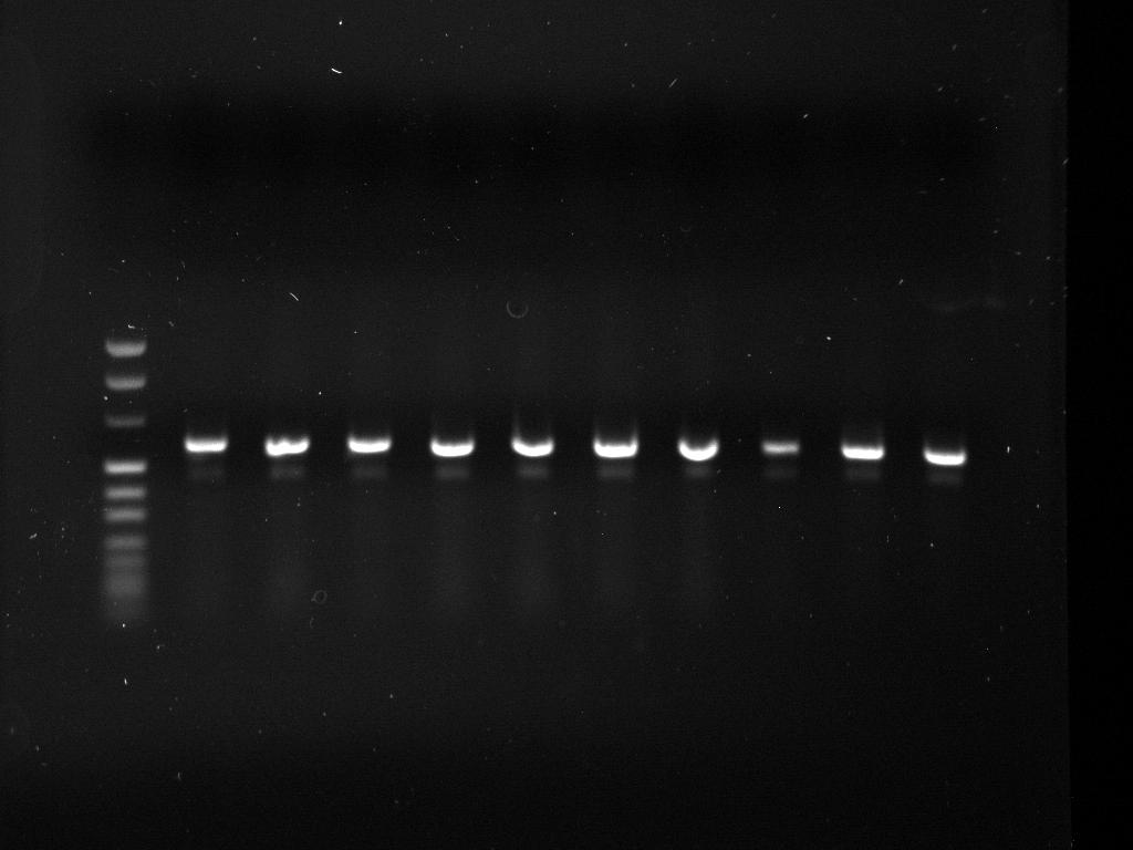 Kuva 4 speageenin PCRajo. Kannat 110 vasemmalta oikealle, molekyylipainomarker ulommaisena vasemmalla.