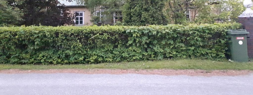 Tilalla sijaitsee useita vanhoja rakennuksia, joiden ulkoseinässä on havaittavissa koloja ja aukkoja lepakoiden kulkuväyliksi. Kuva 3. Jankan tilan päärakennusta ympäröi rehevä puutarha.
