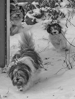 Paras agility-pon -säännöt 2016 alkaen Pisteytys: 1.