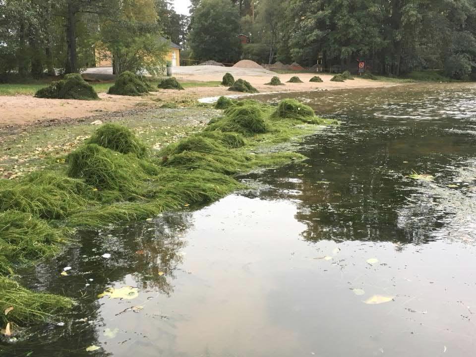 irrottamaa ja tuulen tuomaa pohjakasvillisuutta