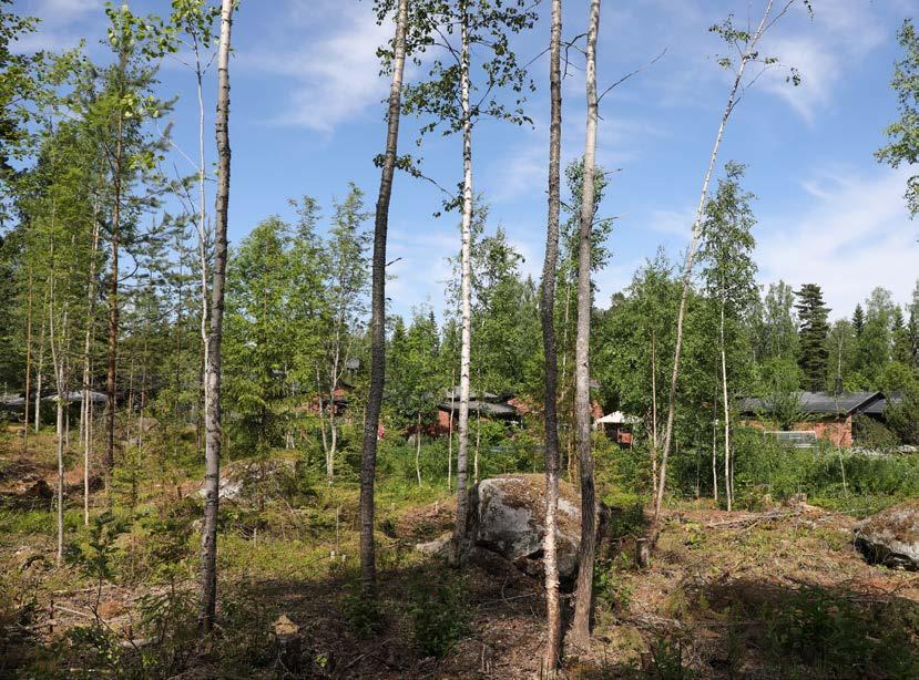 Lähimetsien hoidossa kuullaan asukkaita Lähimetsät eivät useinkaan ole suuria, mutta sijaintinsa vuoksi tärkeitä asukkaille.