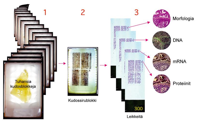 daan leikata mikrotomilla 200 300 miltei identtistä leikettä spesifisten DNA-, RNA- tai proteiinimolekyylien in situ -testaukseen (kuva 2).