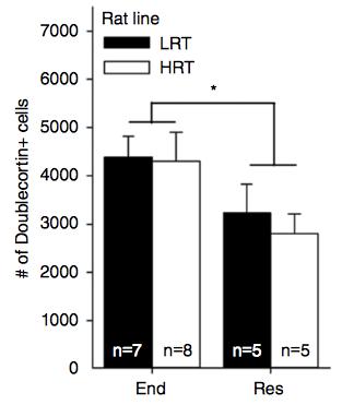 PA INCREASES HIPPOCAMPAL NEUROGENESIS IN RATS LIIKKUESSA SYNTYY UUSIA HERMOSOLUJA Rats in Endurance training (low-speed, longduration running) retain more neurons than rats in anaerobic Resistance