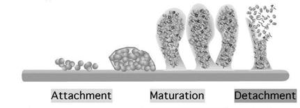 and ii) a higher tolerance to polymorphonuclear leukocytes (PMs).