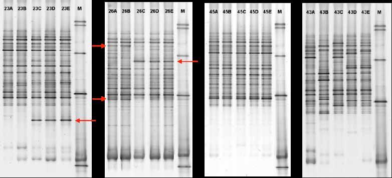 (Figure 5).