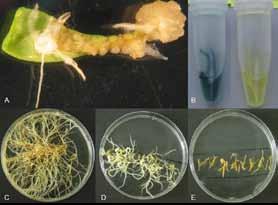 Introduction Rhazya stricta is an important medicinal plant of Apocynaceae. The family is a rich source of pharmaceutically bioactive terpenoid indole alkaloids (TIAs).