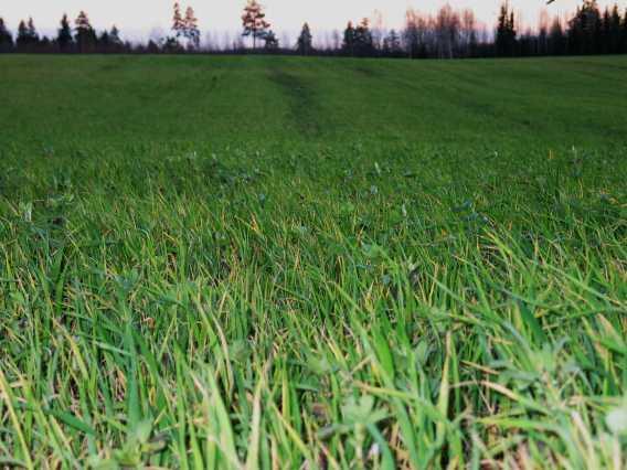 Lisää kuormituskestävyyttä: lisää Typensidonta haihdutusta Ravinteiden