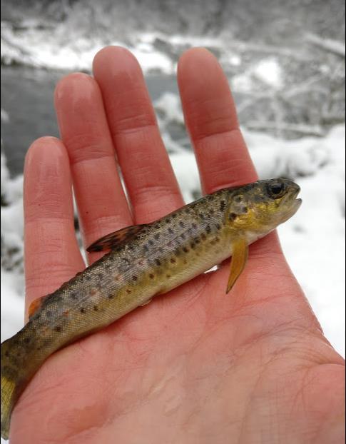 Kiskonjoen pääuomaan