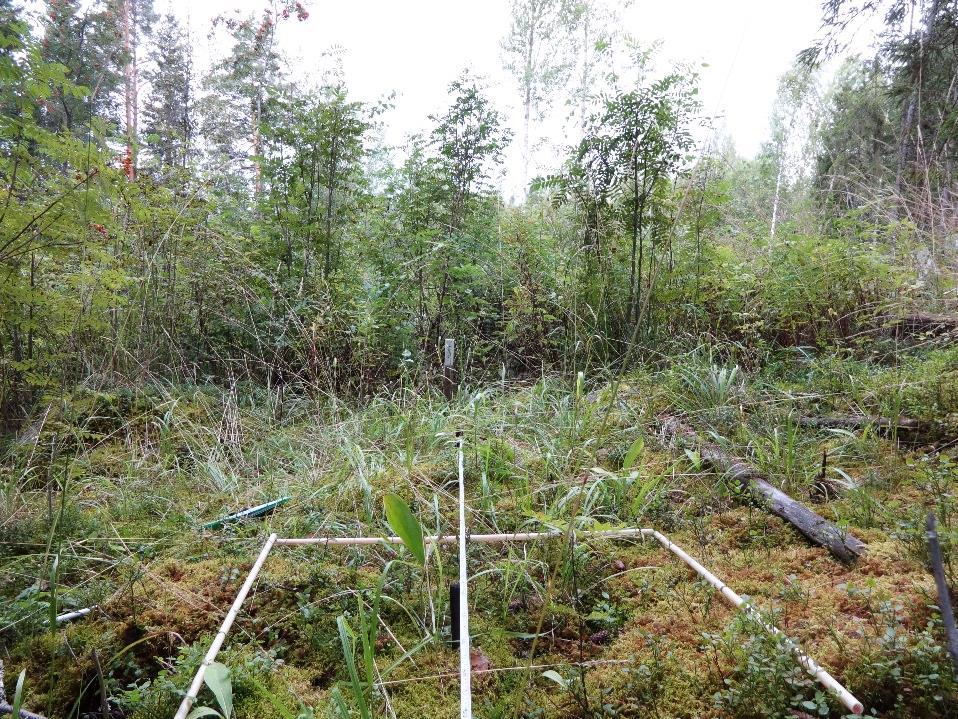 Esimerkki pienaukkojen monimuotoisuudesta: kasvillisuusgradientit metsästä