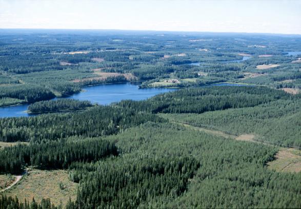 Aluetaso monimuotoisuudessa Monimuotoisuus ei ole pelkästään lahon rungon, puuryhmän tai metsikön tasolla leviäminen/siirtyminen metsiköstä toiseen paljonko suotuisia habitaatteja on tarjolla