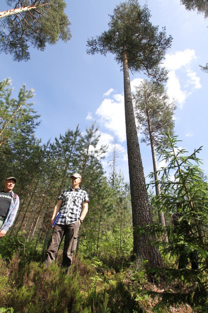 Tasaikäisen metsän muuttaminen jatkuvaan kasvatukseen Männiköt ylispuukasvatus uudistaminen siemenpuuhakkuulla, sitten nuori metsä jonka päällä kasvaa isoja ylispuita ei tarvita konversiovaihetta