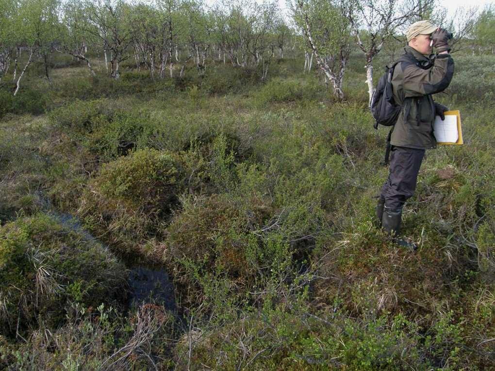 7. Laskenta maastossa Merkitse 50m leveän pääsaran ja sen ulkopuolisen apusaran linnut erikseen 15-25%