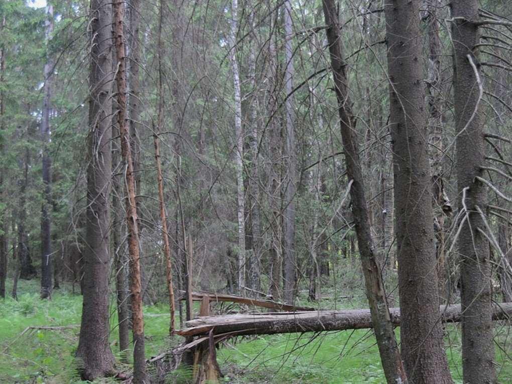 2. Ajantarve, apuvälineet ja valmistelut Hyvä pesimälinnuston tuntemus Yksi linja kestää