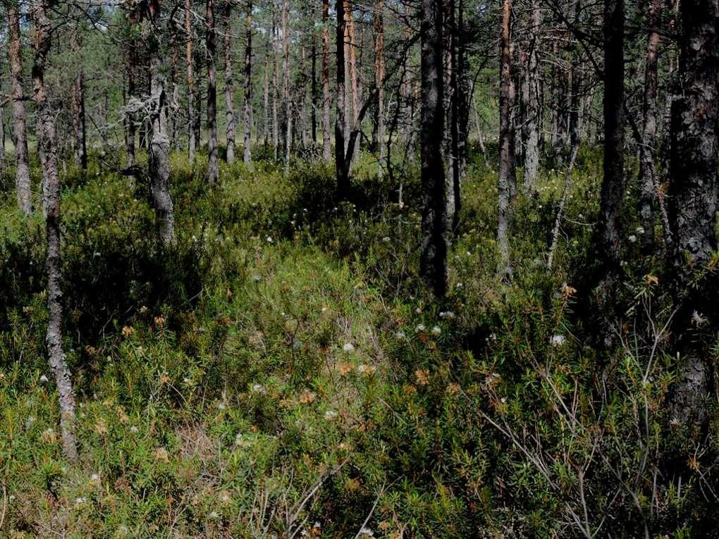 3. Kulkureitin valinta Linja tulee laskea mahdollisimman tarkasti karttareitin mukaan Pienten esteiden kiertäminen sallittu (ojat, purot);