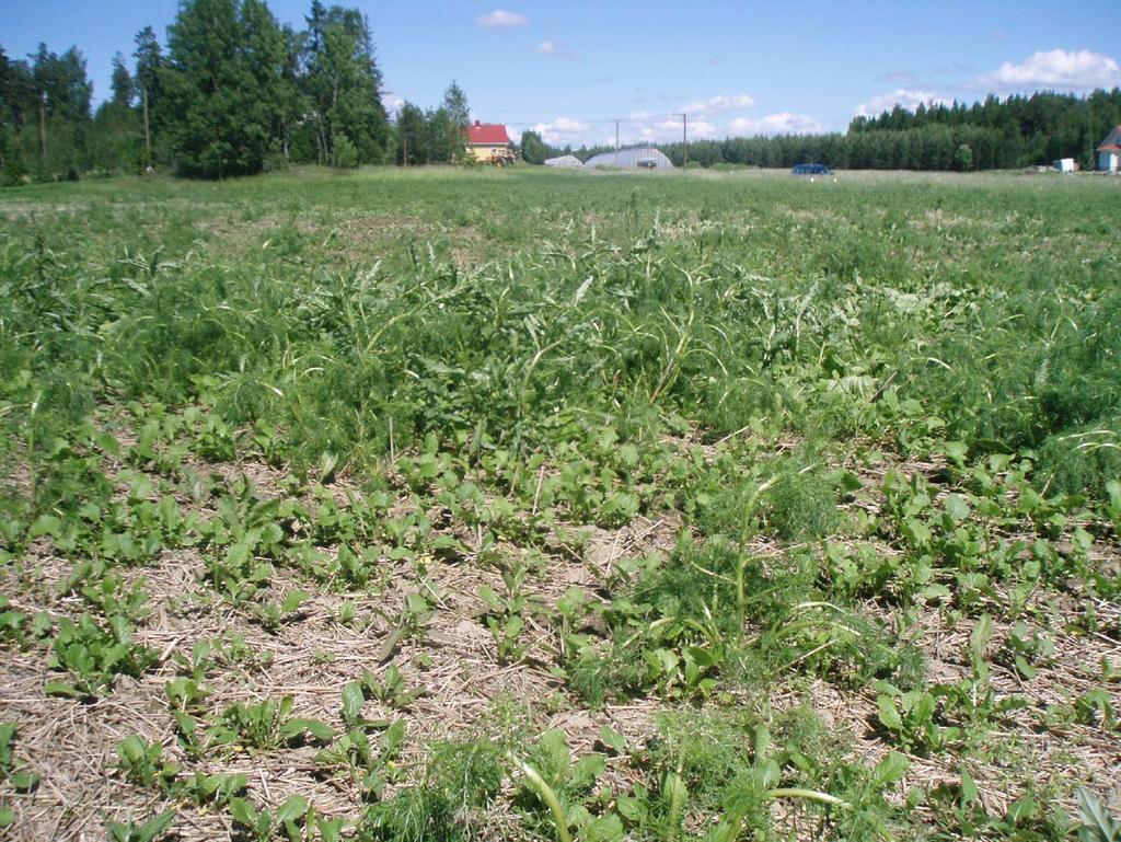 Galera on käpristänyt