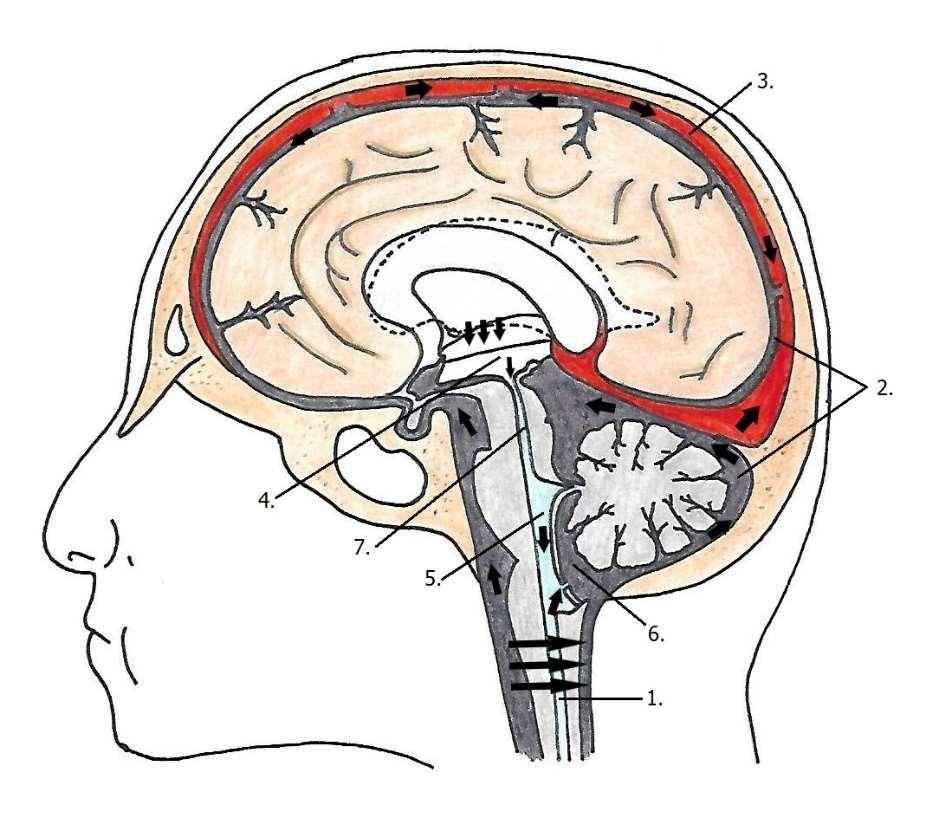 10 (48) 1. selkäytimen keskuskanava 2. lukinkalvo-ontelo eli subaraknoidaalitila 3. veriviemäri 4. kolmas aivokammio 5. neljäs aivokammio 6. pikkuaivoselkäydinsammio 7. aivonesteviemäri KUVIO 2.