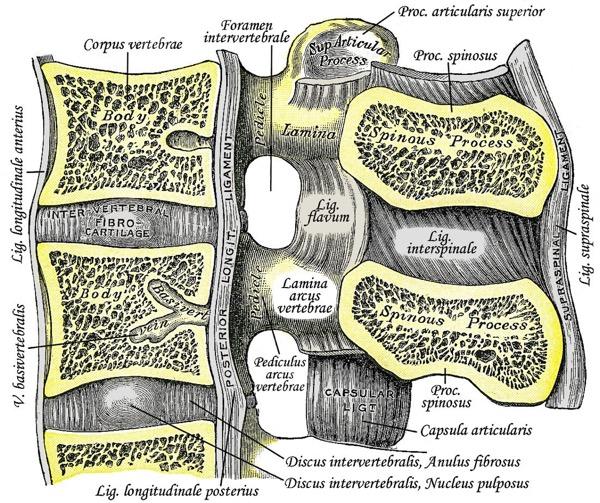 10 tasolla, koska siihen kiinnittyy pallealihas, ja näin ollen ligamentti toimii yhdessä in- tra- abdominaalisen paineen kanssa stabiloimassa rankaa. Posteriorinen longitudi- naaliligamentti (lig.