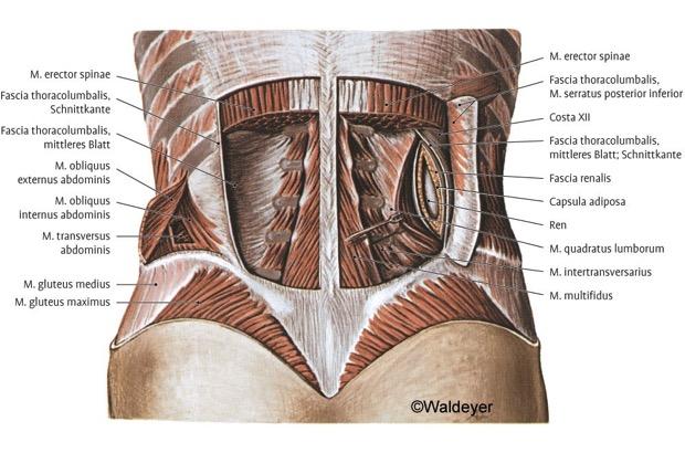 16 Selän syvistä lihaksista m. multifidus, m. longissimus thoracis (lumbaarinen osa) sekä m. iliocostalis kontrolloivat anteriorista rotaatiota ja translaatiota.