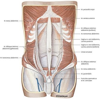 20 Kuvio 9. Vatsan alueen syvät ja pinnalliset lihakset (Terveysportti anatomiakuvasto 2017).
