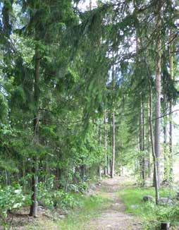 alueen pinta-alasta. Vanhasta metsästä on jäljellä vain kapeita kaistaleita. Yhtenäistä metsää ei oikeastaan enää ole, mutta maisemakuva säilyy silti suljettuna.