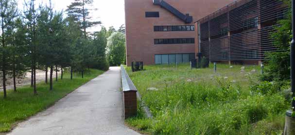 5 Kivimiehen alueen maisema 5.3 Sisäinen katutila ja tiestö Kalliota on hyödynnetty jonkin verran viherrakentamisessa. Valokuva on Metallimiehenkuja 10 edustan kulkureitin varrelta.