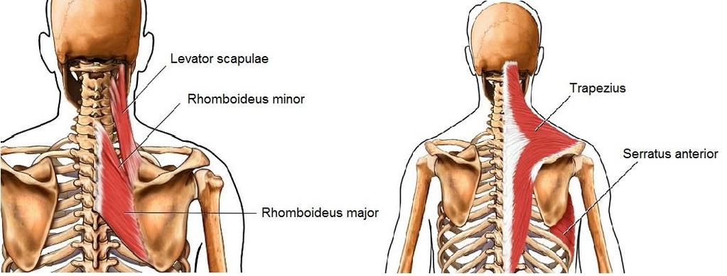 7 Kuvio 5. Yläselän lihaksia (SMART Imagebase 2015b, mukaillen) Syvässä kerroksessa lähellä selkärankaa (kuvio 6) kulkee selän ojentajalihaksen (m.
