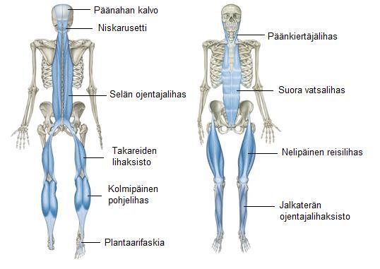 9 2.4 Faskia Faskia on kudosta, joka tukee ja yhdistää kehon eri osia isommiksi kokonaisuuksiksi.