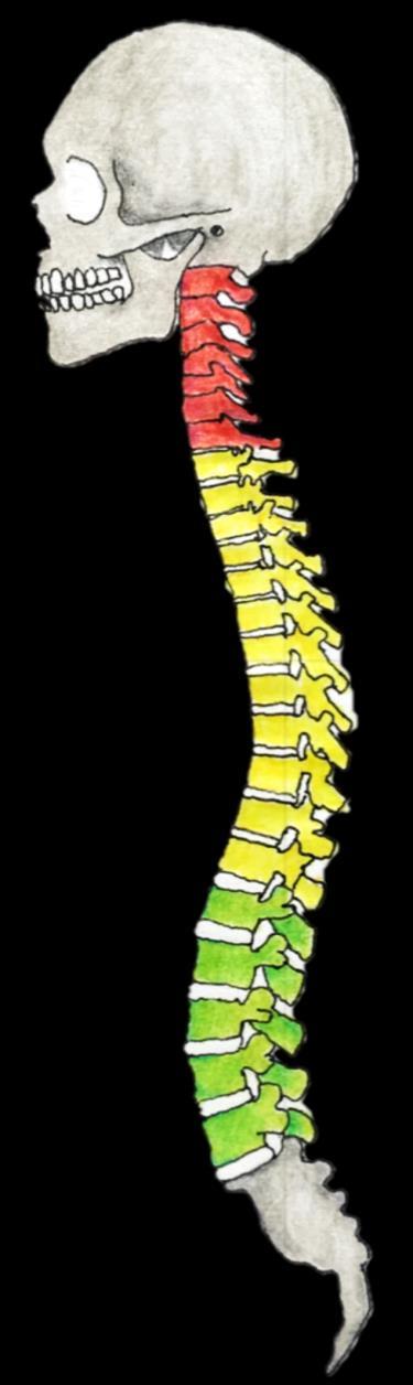 SELKÄRANKA Selkäranka jaetaan kolmeen osaan: kaula-, rinta- ja lannerankaan. Kaularanka sijaitsee selkärangan yläosassa ja koostuu seitsemästä kaulanikamasta. Nikamien välissä on välilevy.